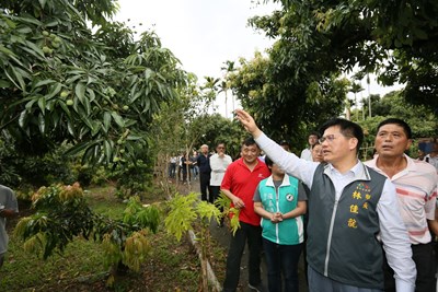 荔枝災損嚴重產量僅剩3成 林市長指示從寬認定 從優補助