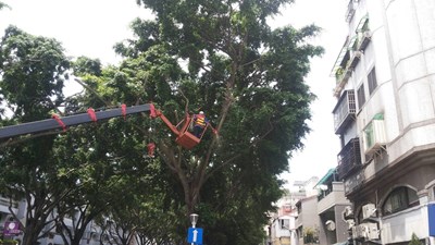 防範樹木傾倒 中市建設局樹木減災修剪示範獲護樹團體肯定