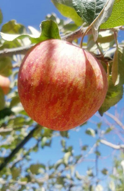 梨山蜜蘋果新鮮上市  農業局籲支持台中在地水果