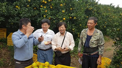 農友劉佾錚橘園回春 「柑」甜味美