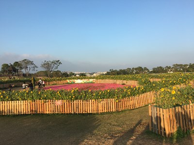花毯節石虎迷宮向日葵盛開 賞花正是時候