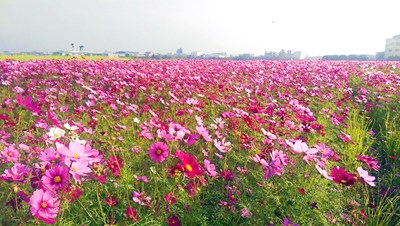 台中百花盛開 農業局邀民眾來趟花都輕旅行
