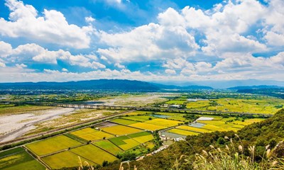 水情吃緊 中市種稻轉作變更申報延長至2月底
