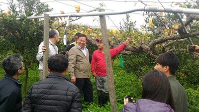 推廣國產優質梨穗 農業局舉行成果觀摩會