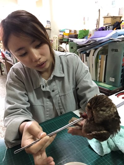 國內外青年作伙社區服務 興隆社區搶救貓頭鷹