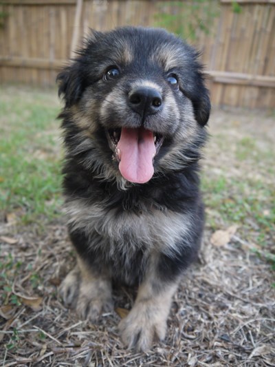 中市動保處開課 讓飼主更了解愛犬行為代表意義