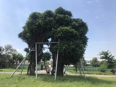 中市清水區夫妻樹依原共存姿態移植成功 保存在地記憶