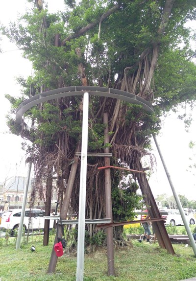 榕樹2