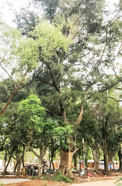 臺中市政府全球資訊網-市政新聞-花博后里森林園區原始林相完整保留 奇樹異果處處可見