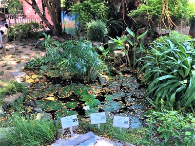溪尾國小將原有水池造景重新整理種植多樣性水生植物