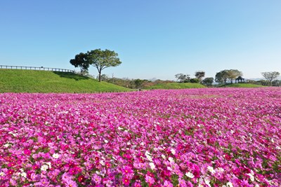 台中賞花拍照打卡好去處  后里環保公園花海繽紛綻放  