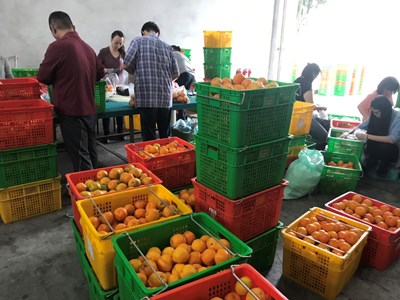 國產柑橘農藥殘留風險低 中市農業局籲消費者安心選購