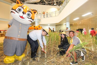 台中花博樂農館稻田收成 虎爸下田體驗農民豐收喜悅