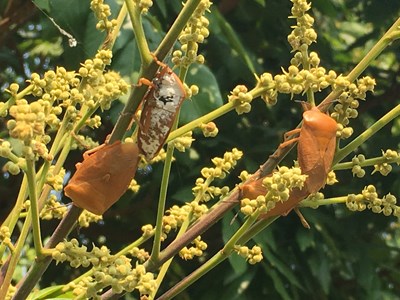 荔枝椿象吸食荔枝、龍眼等無患子科經濟作物,導致落花、落果及嫩枝枯萎而影響收成