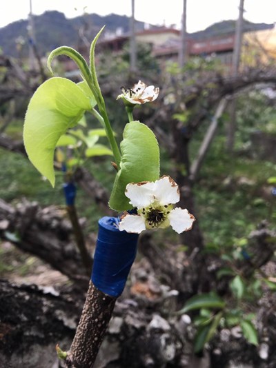 高接梨穗