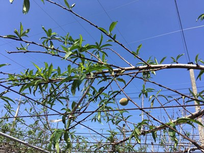 因降雨量減少，影響桃、梅結果枝的花芽萌動及開花，著果率偏低。