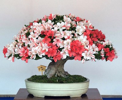 臯月杜鵑花季展