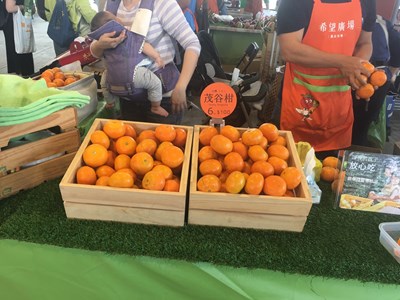 中市農業局推廣優質農產品 北上展售枇杷、茂谷柑