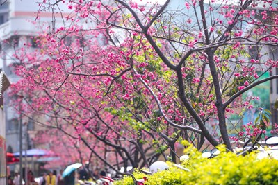 108年平昌櫻花祭熱鬧登場