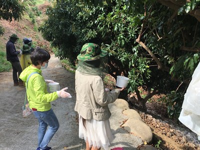 中市積極防治荔枝椿象