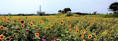 后里環保公園金黃向日葵花海綻放