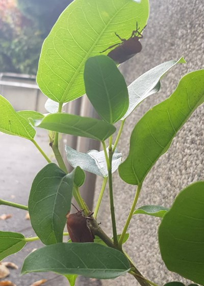 中市府各校園加強荔枝椿象防治 保護師生健康