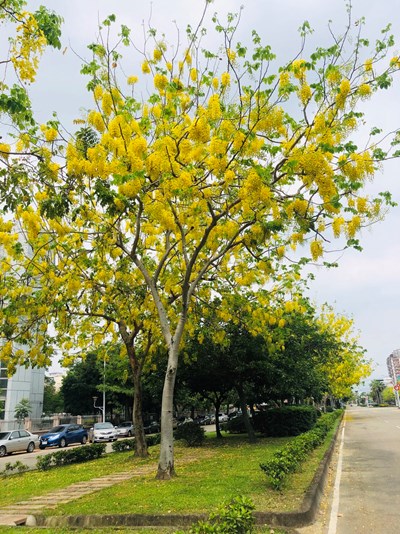 台中市道路旁的阿勃勒綻放