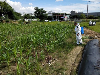 中市大里區玉米田秋行軍蟲確診案,已劃定管制並強制噴藥防堵。
