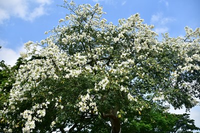 秋高氣爽賞花「趣」! 中市公園、人行道美人樹盛開
