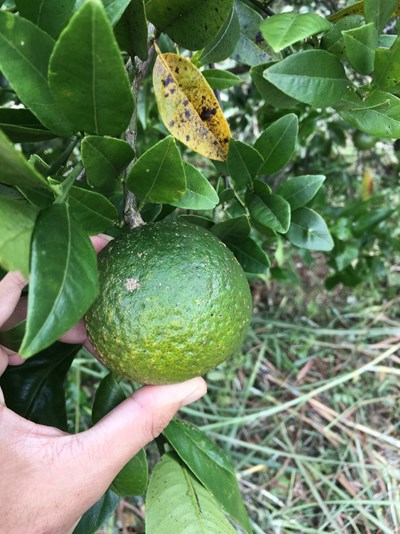 中市后里桶柑農損