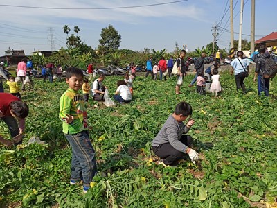 台中今(12)日在霧峰區萬豐里豐營巷路旁空地,舉辦親子拔蘿蔔收成體驗