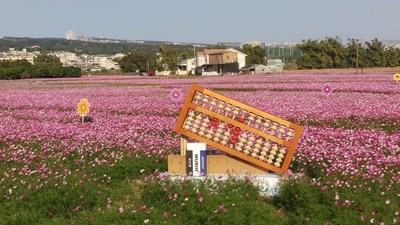 波斯菊、向日葵綻放!烏日學田農田花海引人潮