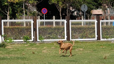 毛孩專屬公園