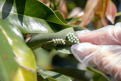 中市即日起收購荔枝椿象卵片 每片5元