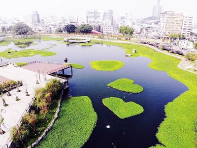 會呼吸的湖泊 中市星泉湖「雙心水草」再掀搶拍風潮