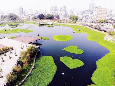 會呼吸的湖泊   中市星泉湖「雙心水草」再掀搶拍風潮