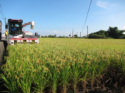 中市有機白米入校園 學童吃飯安心又健康