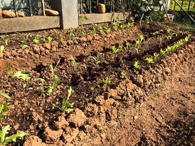 「環保農園」可免費用5個月 限30名