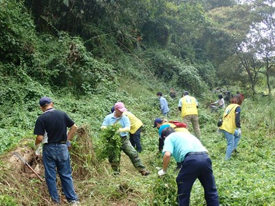 守護生物多樣性 中市移除近500公斤小花蔓澤蘭