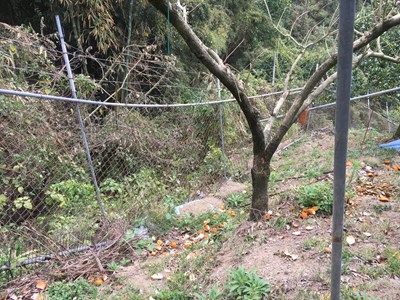 農業局呼籲農民可以電圍網等較友善的方式,防治野生動物破壞農作物