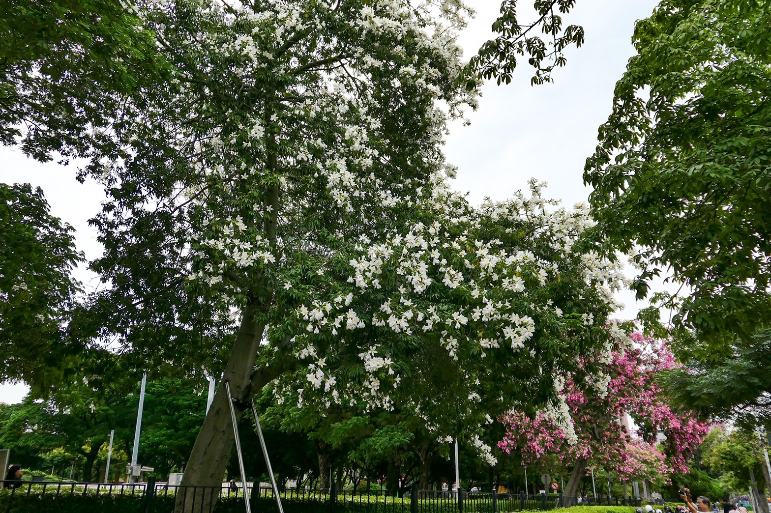 飛虎圖庫 台中市南區的健康公園 Jpg