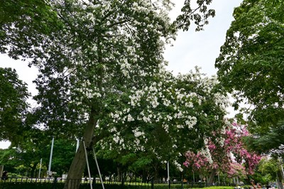 南區健康公園享有全台中唯一一棵白美人樹,