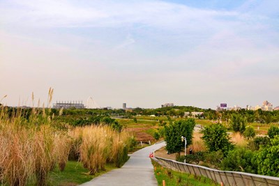 季節限定快來打卡　台中中央公園五節芒超吸睛