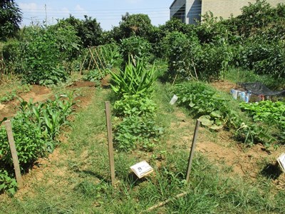 自種菜嘗鮮享農趣 中市「環保農園」限額報名