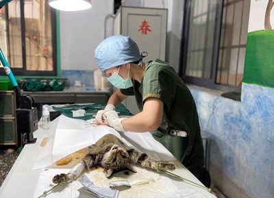 照護毛孩健康 中市犬貓絕育活動圓滿落幕