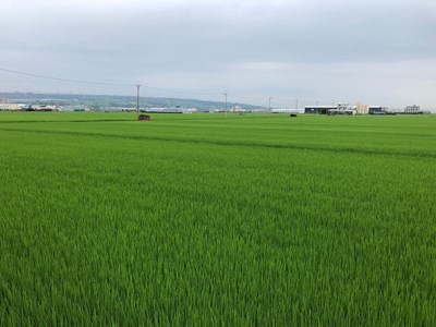 農委會公告台中明年一期稻作停灌  明年17起受理補貼申請