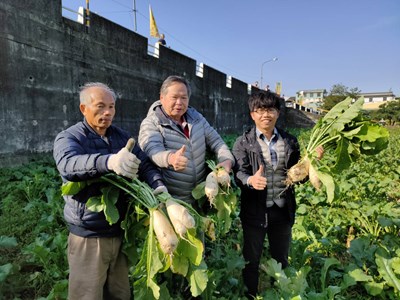 農業局長蔡精強體驗拔蘿蔔樂趣