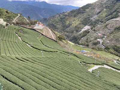 大陸冷氣團來襲 中市府提醒農民加強作物防寒