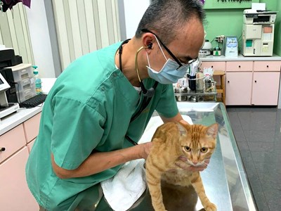 春節寵物照護免煩惱 中市53家動物醫院、40家寵物業者不打烊