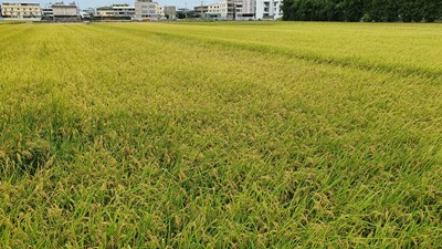 私有耕地375租約屆滿 續租或收回耕地申請受理至2月17日止